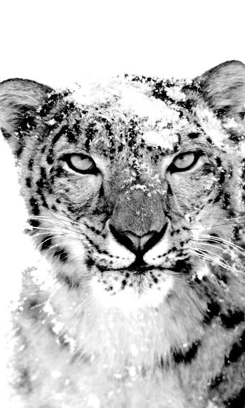 Снежный леопард обои