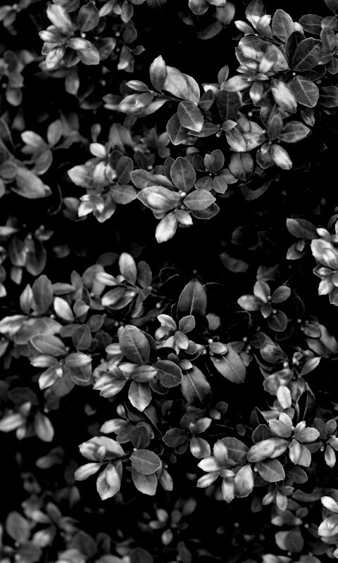 Густая листва обои