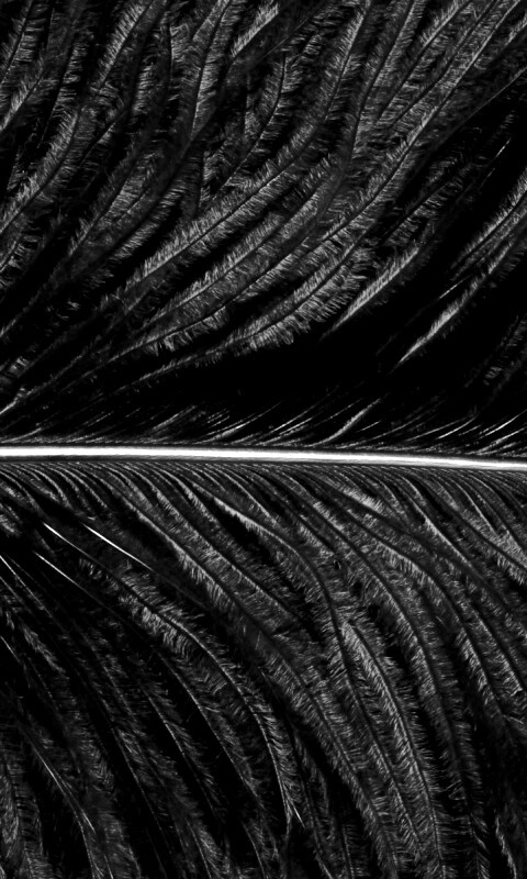 Перо попугая обои