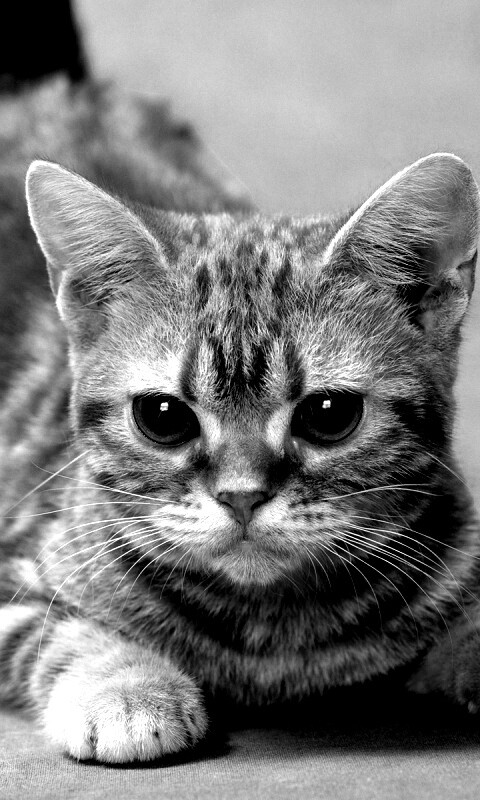 Котенок обои