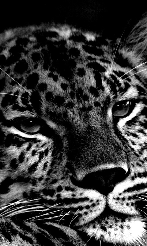 Злопасный ягуляр обои