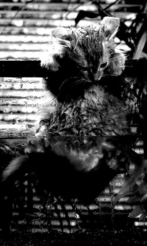 Мокрая киска обои