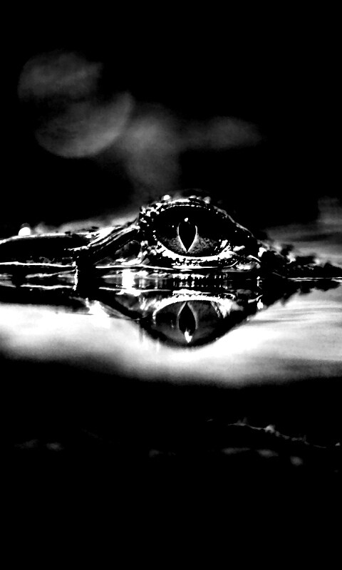 Глаз крокодила обои