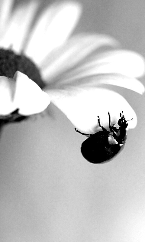 В гости к ромашке обои