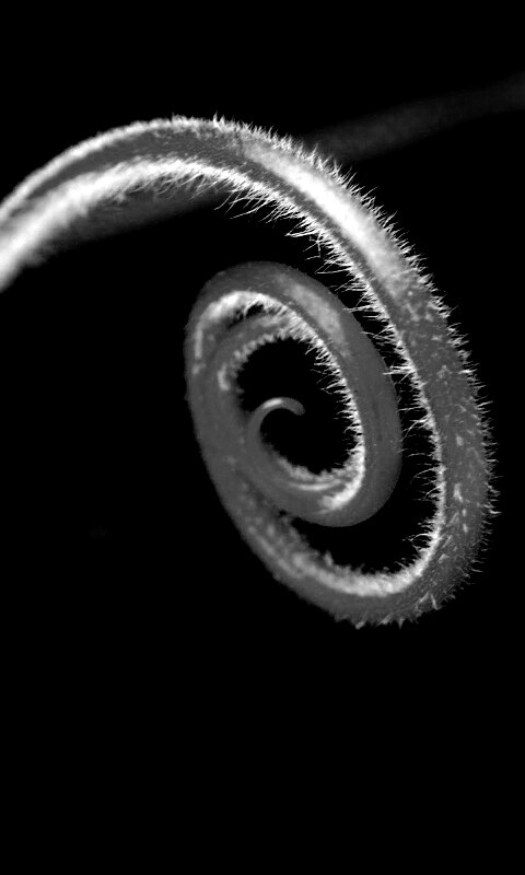 Завитушка растения обои