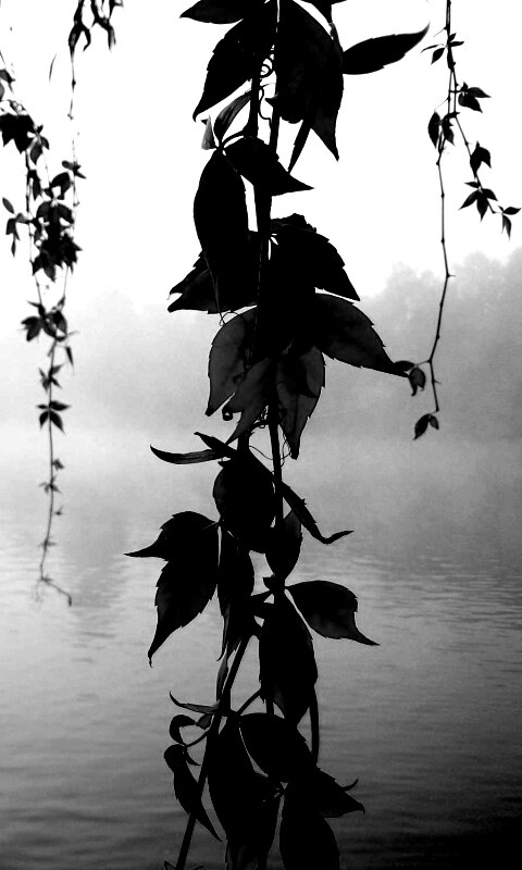 Ветви красного дерева обои