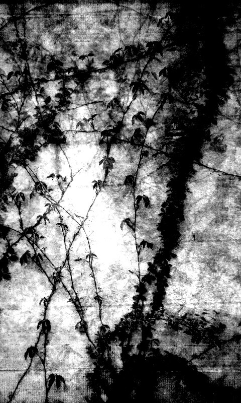 Растение на стене обои