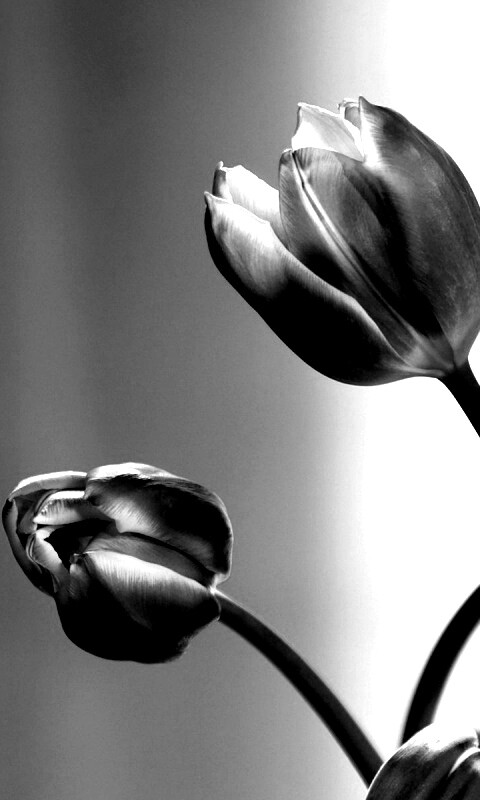 Сиреневые цветы обои