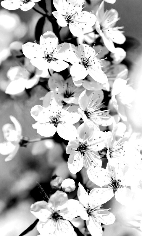 Цветение вишни обои