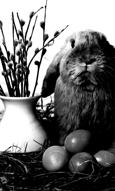 Пасхальный кролик обои