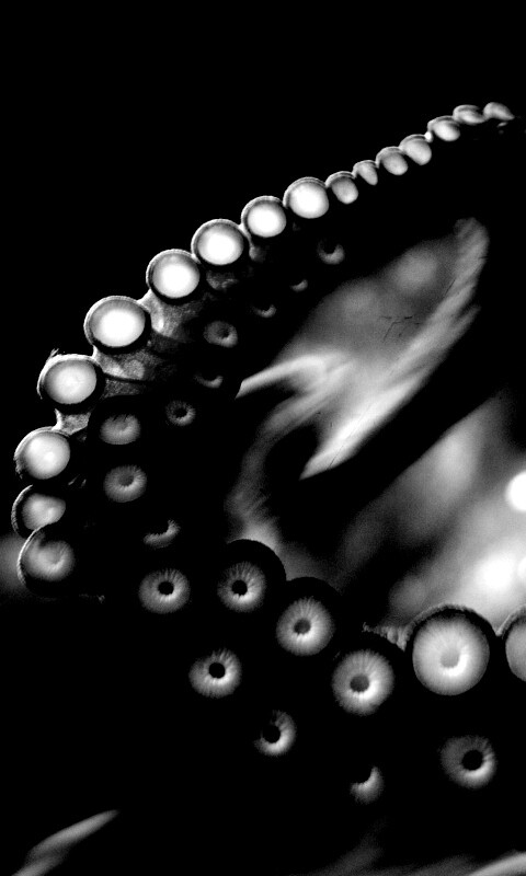 Щупальце обои