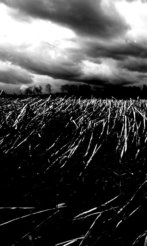 Убранное поле обои