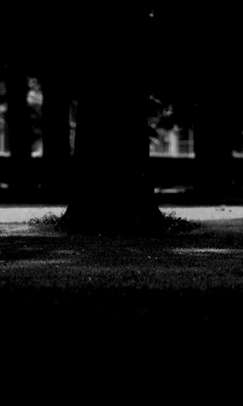 Ствол дерева обои