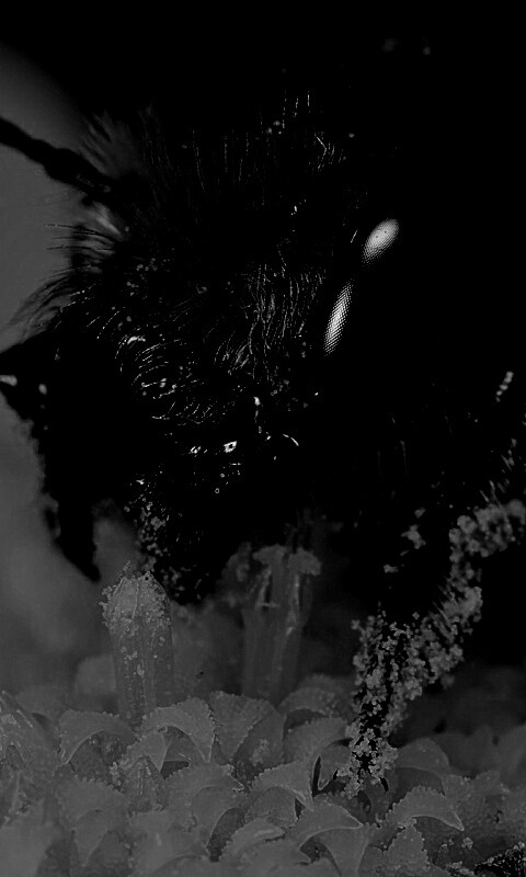 Пчела крупным планом обои