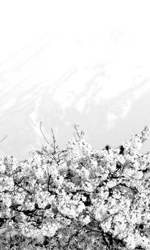 Цветение вишни в горах обои