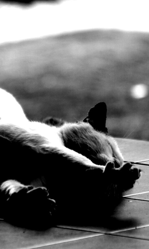 Потягивающаяся кошка обои