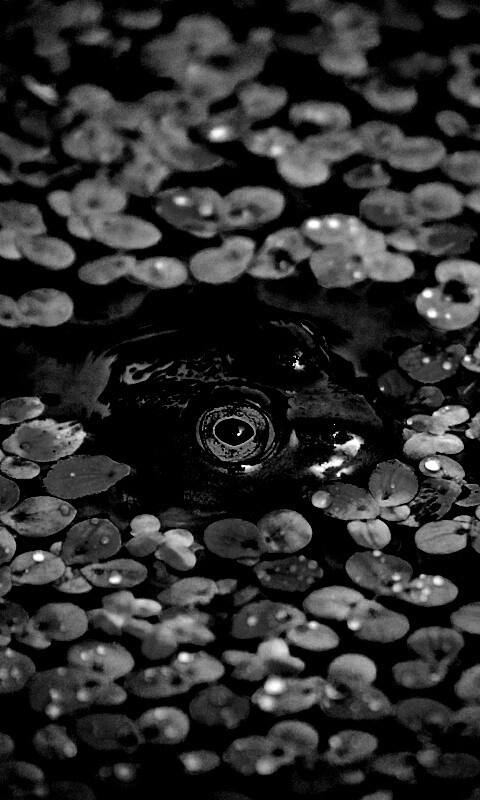 Маленькая лягушка обои