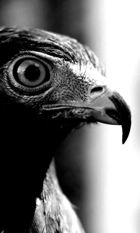 Взгляд орла обои