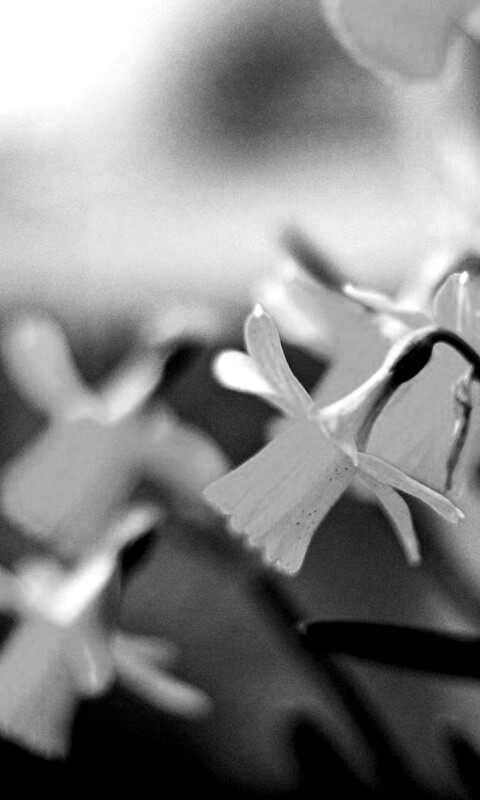 Нарциссы обои