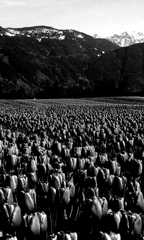 Поле тюльпанов обои