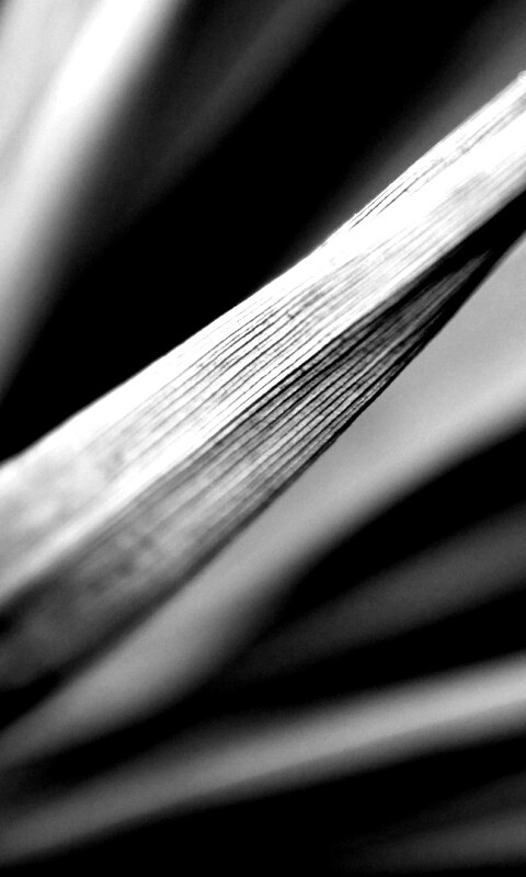 Сухое растение обои