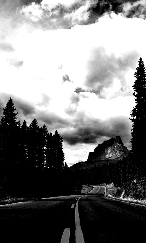 Красивая лесная дорога обои