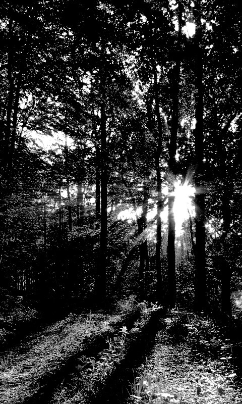 Свет сквозь деревья обои