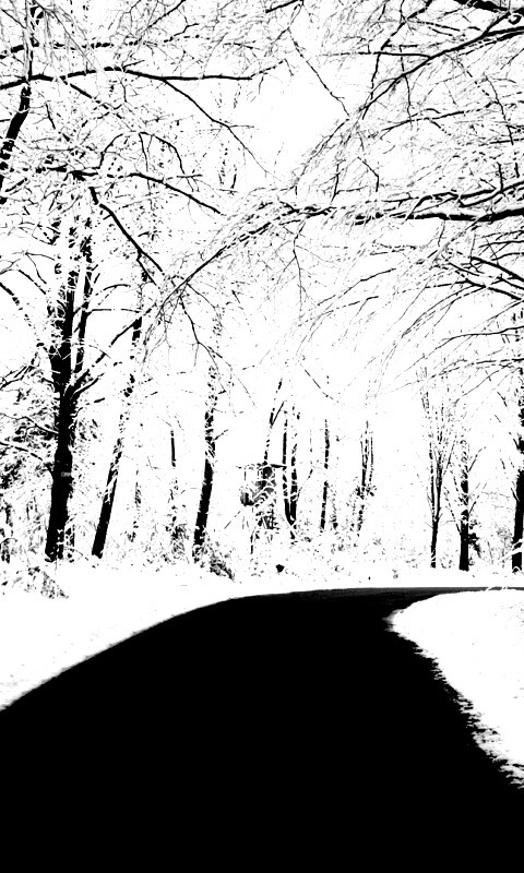 Дорога в зимнем лесу обои