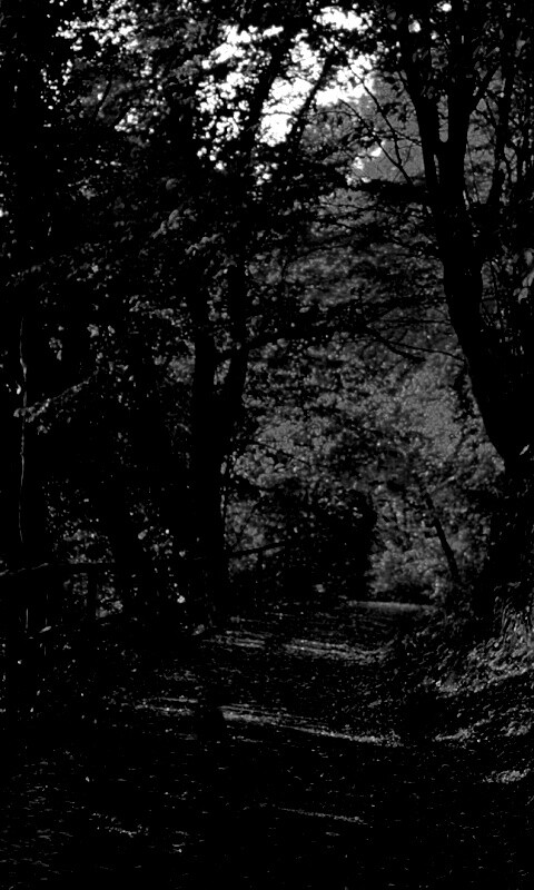 Лесная дорожка обои