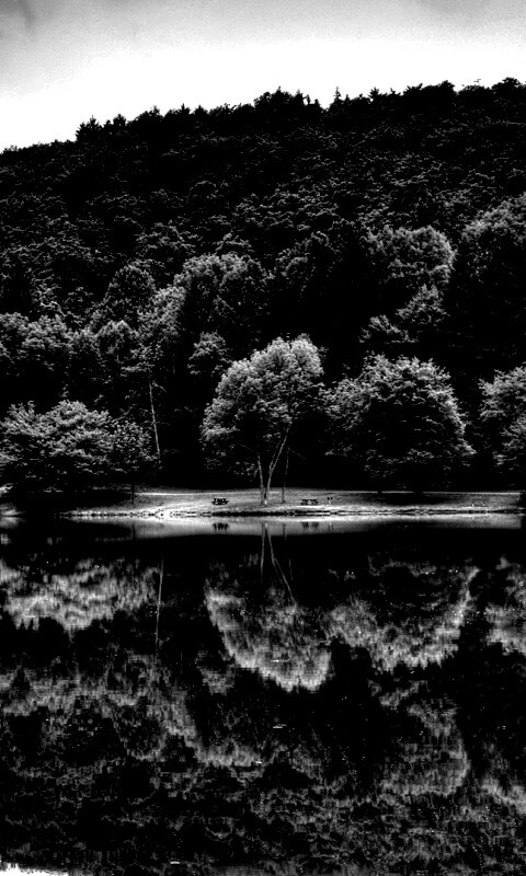 Лесной берег обои