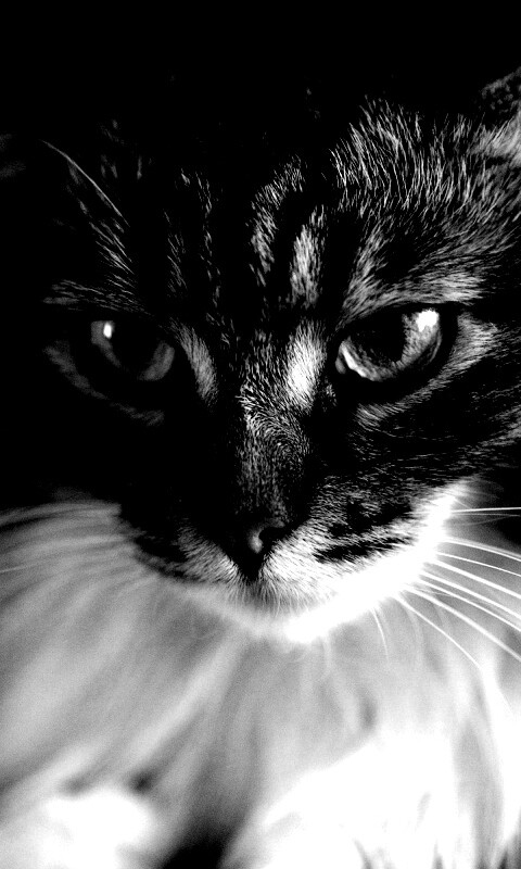 Суровый кот обои