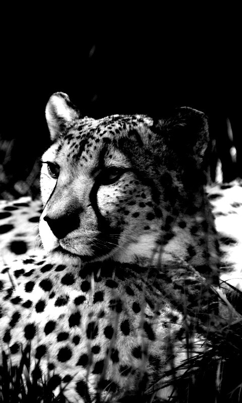 Два изящных гепард в природе обои