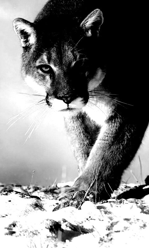 Пума с грозным взглядом обои