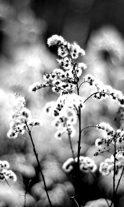 Сиреневые цветы обои