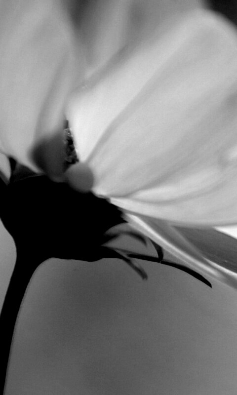 Розовый цветок обои