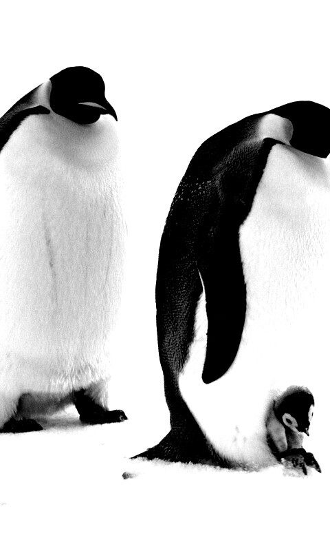 Семья пингвинов обои