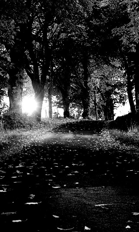 Дорога в осеннем парке обои