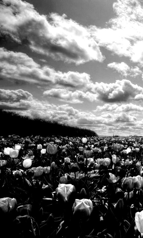 Поле тюльпанов обои