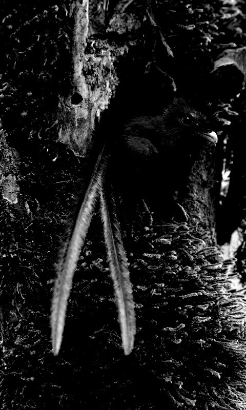 Райская птица в дупле обои