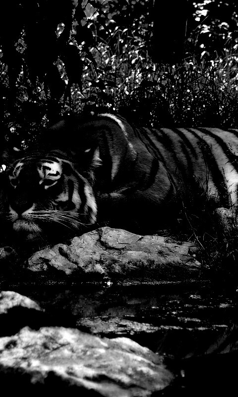 Тигр отдыхает обои