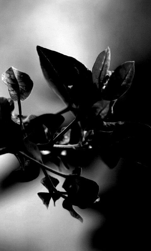 Разноцветные листья обои