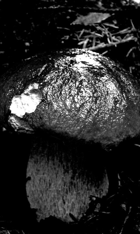 Белый гриб обои