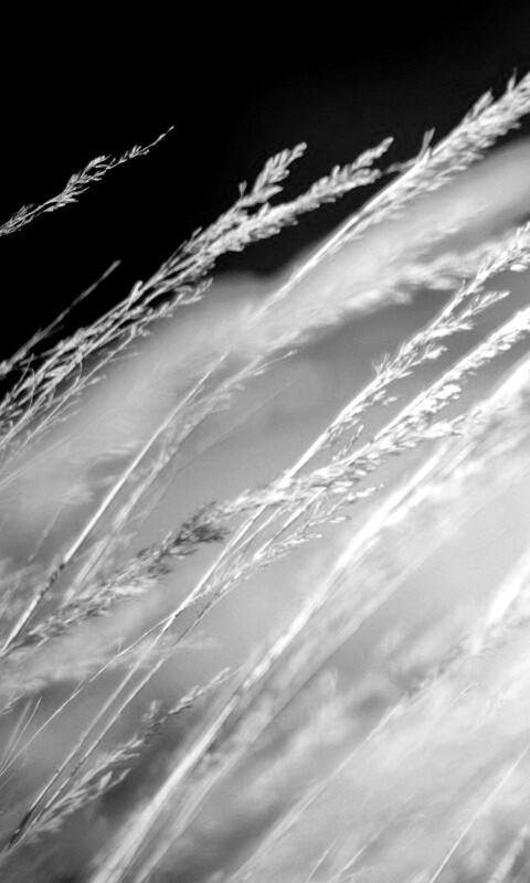 Колосья обои