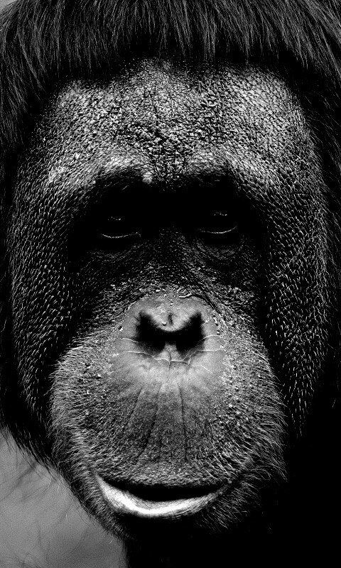 Орангутан обои