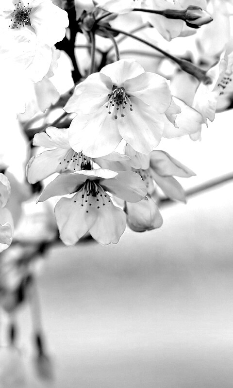 Цветение вишни обои