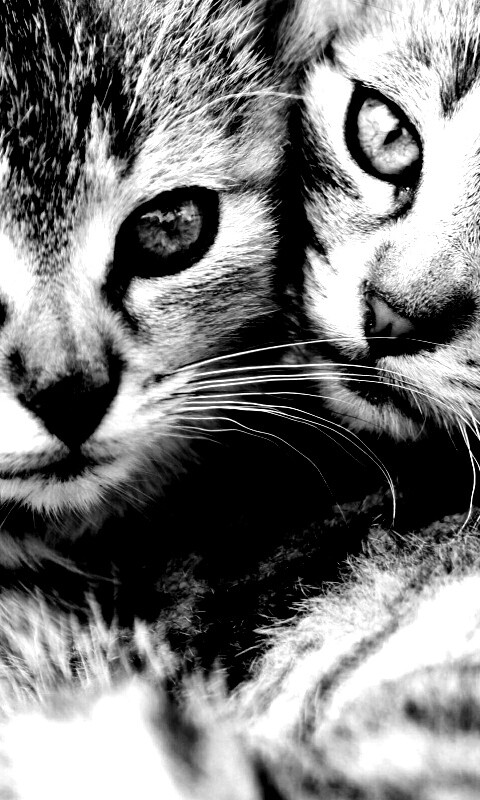 Котята в обнимку обои