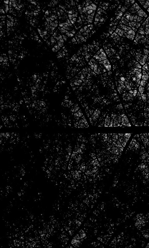 Свечение зеленого листа в макро обои