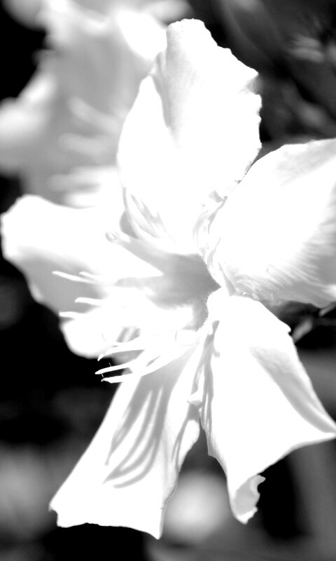 Эухарис, амазонская лилия обои