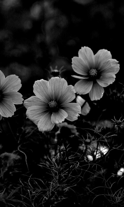 Яркие розовые цветы обои