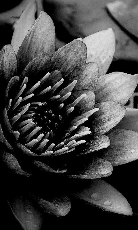 Кувшинка обои